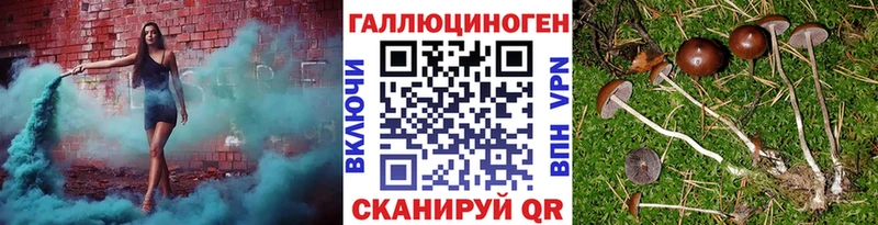 купить  цена  Кропоткин  Псилоцибиновые грибы GOLDEN TEACHER 